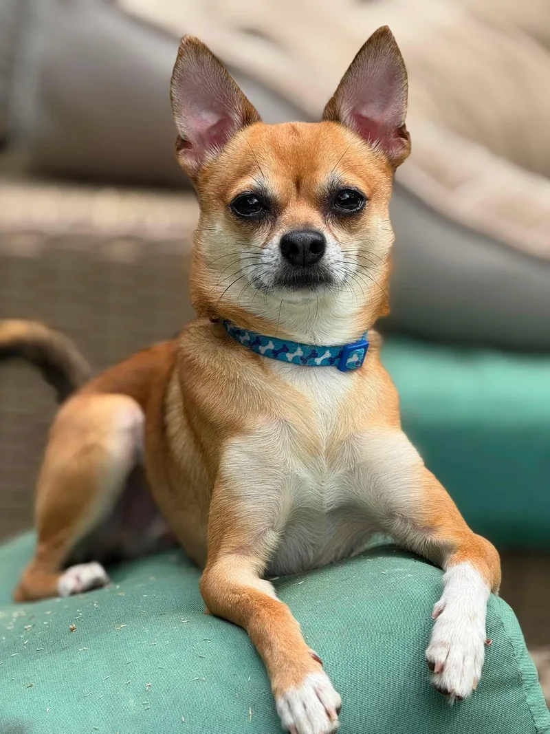 A young small-sized male Apricot / Beige Chihuahua dog named Bean for adoption in East Point, GA