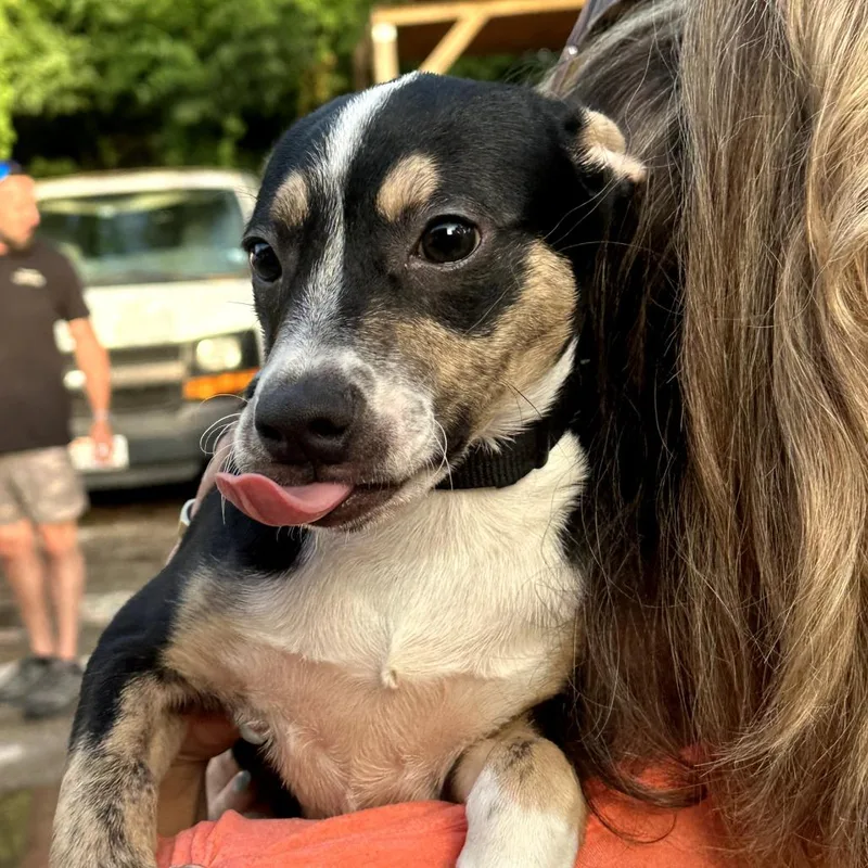 A baby small-sized male Black Mixed Breed dog named Fred for adoption in Austin, TX