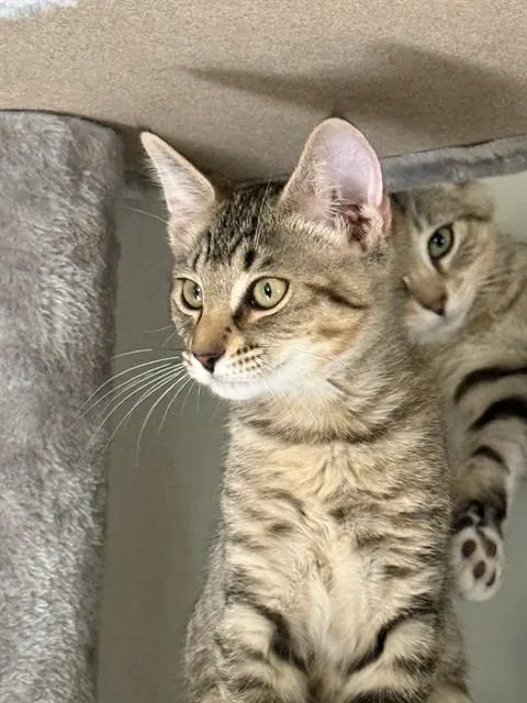 A baby small-sized female Domestic Short Hair cat named Charlotte for adoption in Ames, IA