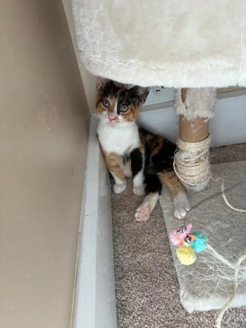 A baby medium-sized female Domestic Short Hair cat named Steffi for adoption in Cincinnati, OH