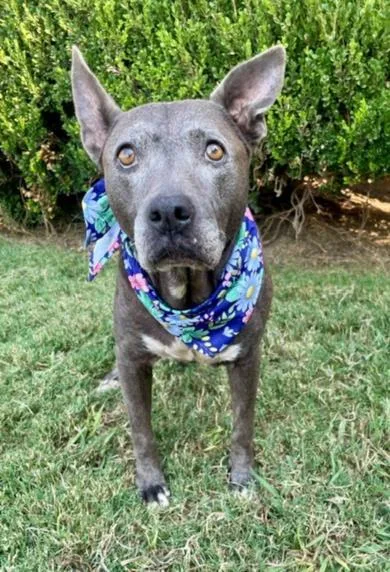 An adult large-sized female Pit Bull Terrier dog named Abuela for adoption in Tulsa, OK