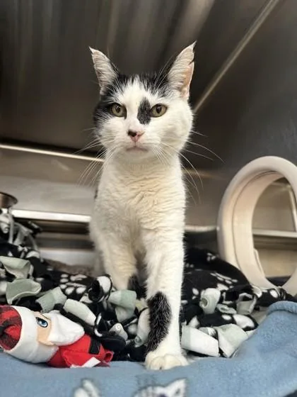 An adult medium-sized male Domestic Short Hair cat named Cleopatro for adoption in Manitowoc, WI