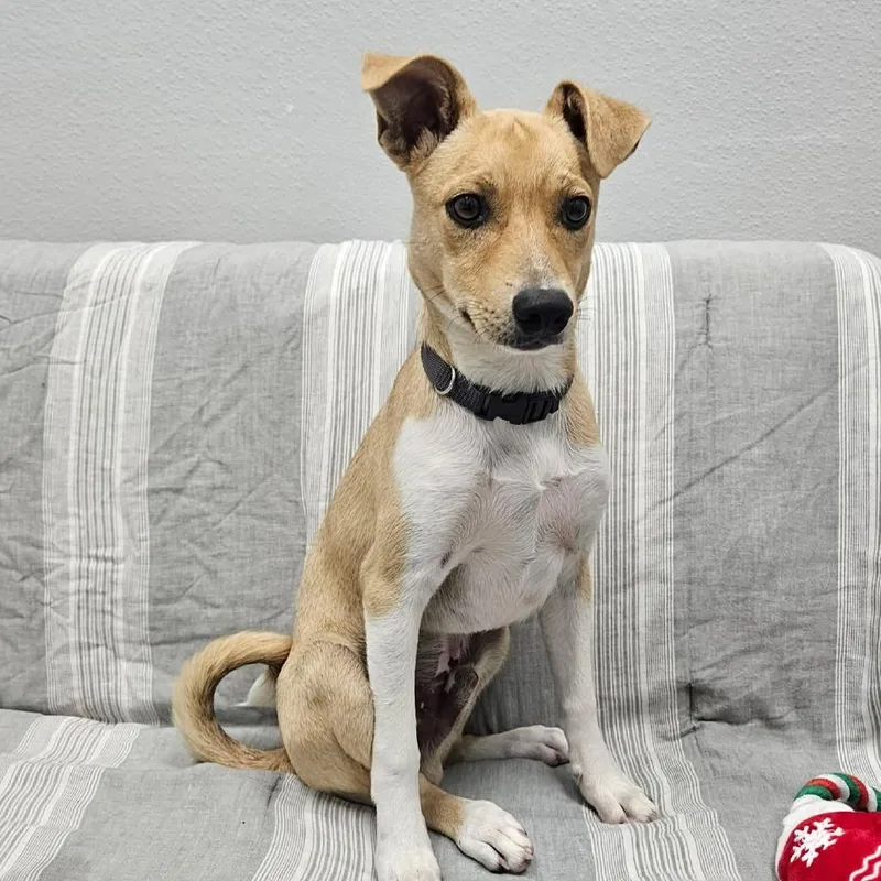 A baby small-sized male Yellow / Tan / Blond / Fawn Chihuahua dog named Chico for adoption in Monticello, IA