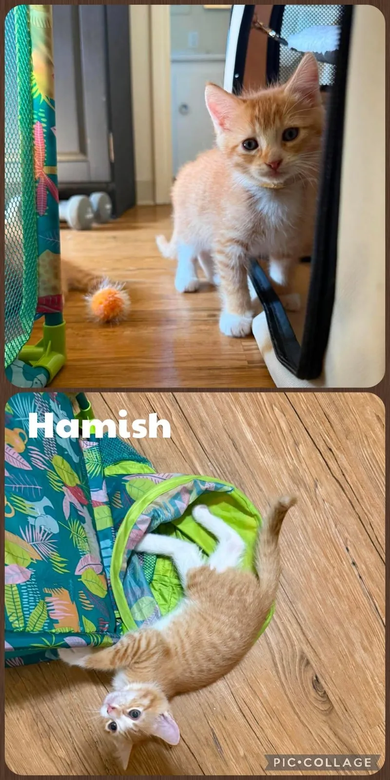 A baby small-sized male Orange & White Domestic Short Hair cat named Hamish for adoption in Newberg, OR