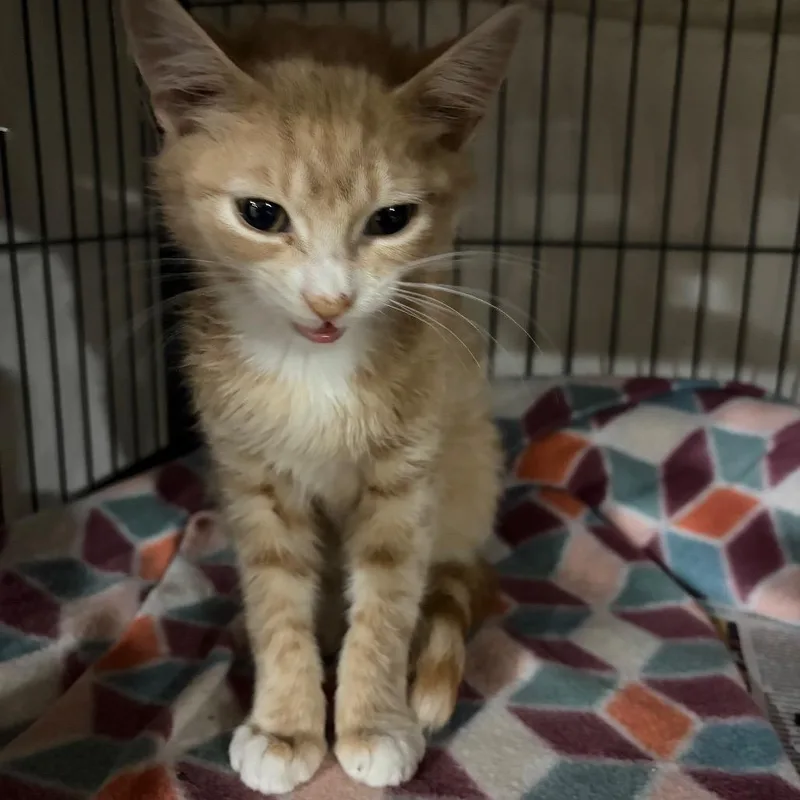 A baby small-sized male Orange / Red Domestic Short Hair cat named Dartmouth for adoption in Waldorf, MD