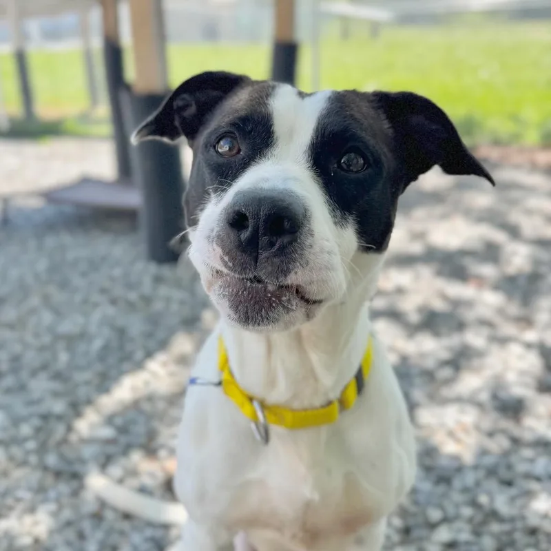 An adult medium-sized female White / Cream Mixed Breed dog named Perdita for adoption in Hendersonville, NC