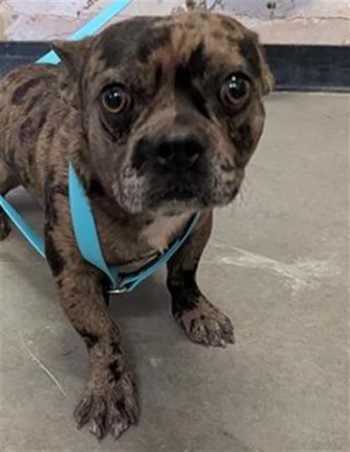 A young small-sized male French Bulldog dog named Panko for adoption in Camarillo, CA