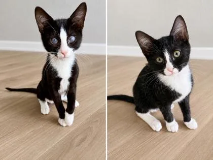 A baby small-sized male Domestic Short Hair cat named Tucker for adoption in Venice, FL