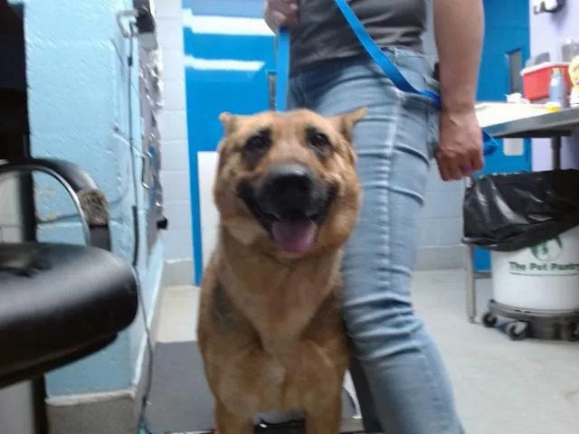 An adult medium-sized female German Shepherd Dog dog named Macy for adoption in Albuquerque, NM