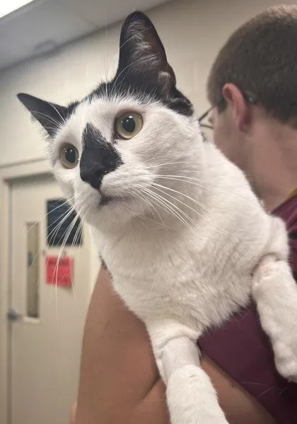 A young medium-sized male Domestic Medium Hair cat named George for adoption in Fishers, IN