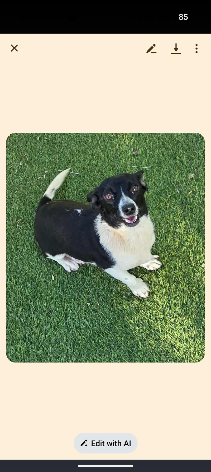 Mama Chloe And Pups thumbnail 2