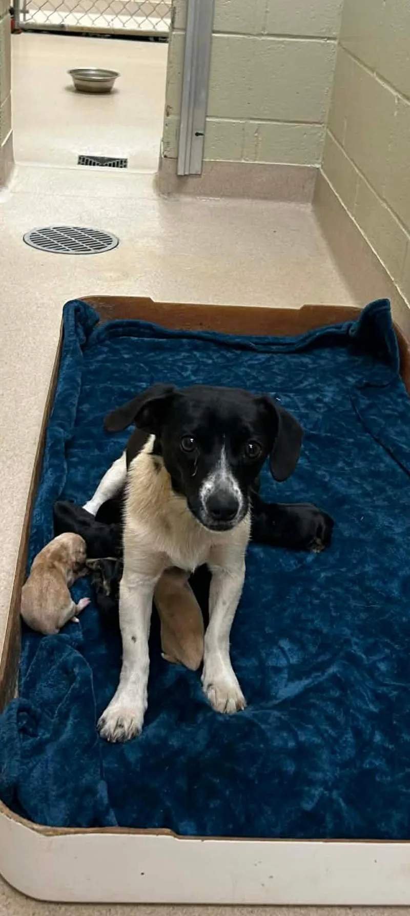 An adult small-sized female Black Dachshund dog named Mama Chloe And Pups for adoption in Browns Mills, NJ
