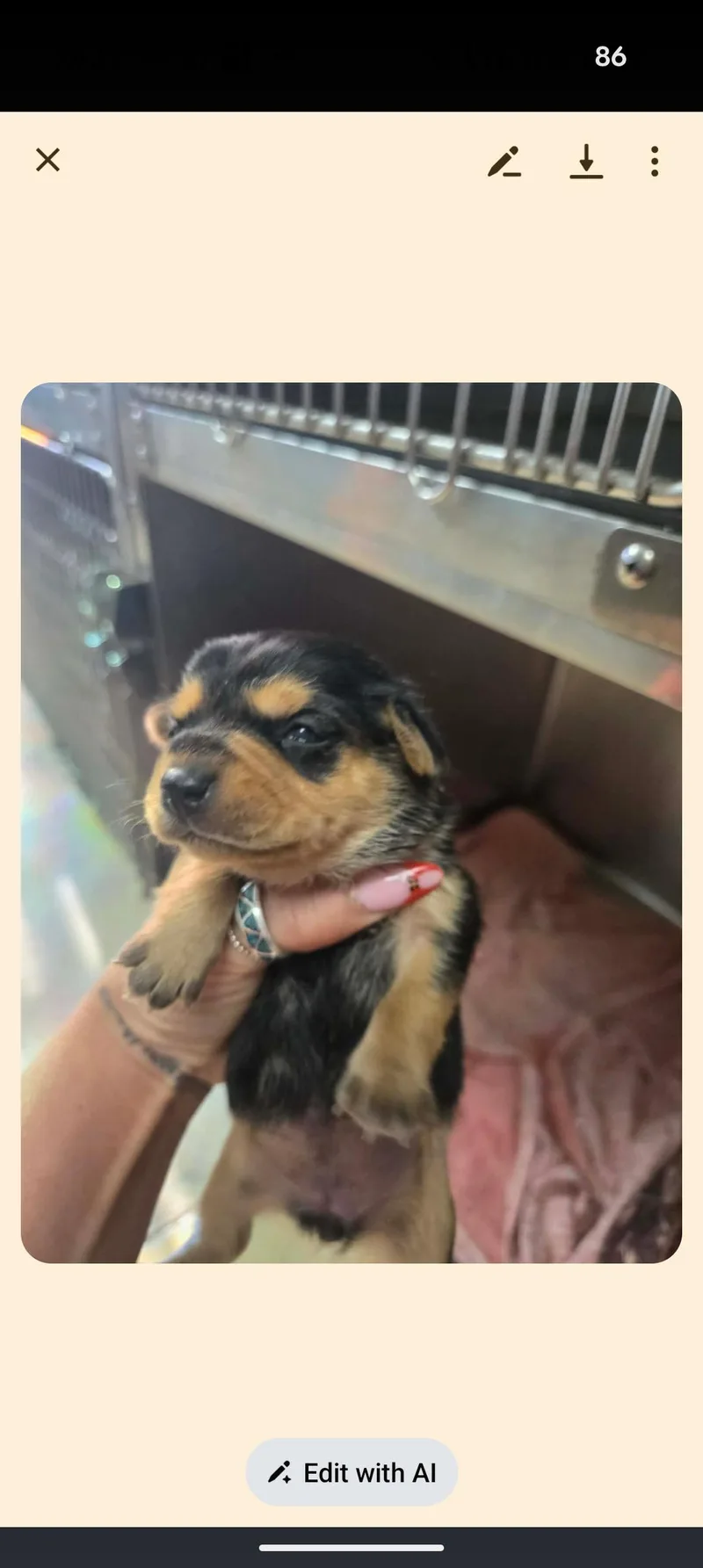 Mama Chloe And Pups thumbnail 3