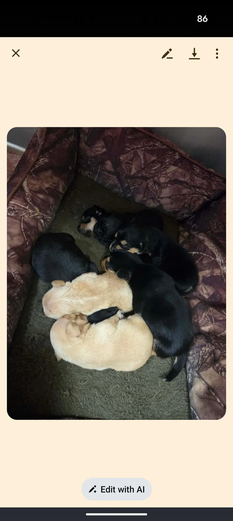 Mama Chloe And Pups thumbnail 4