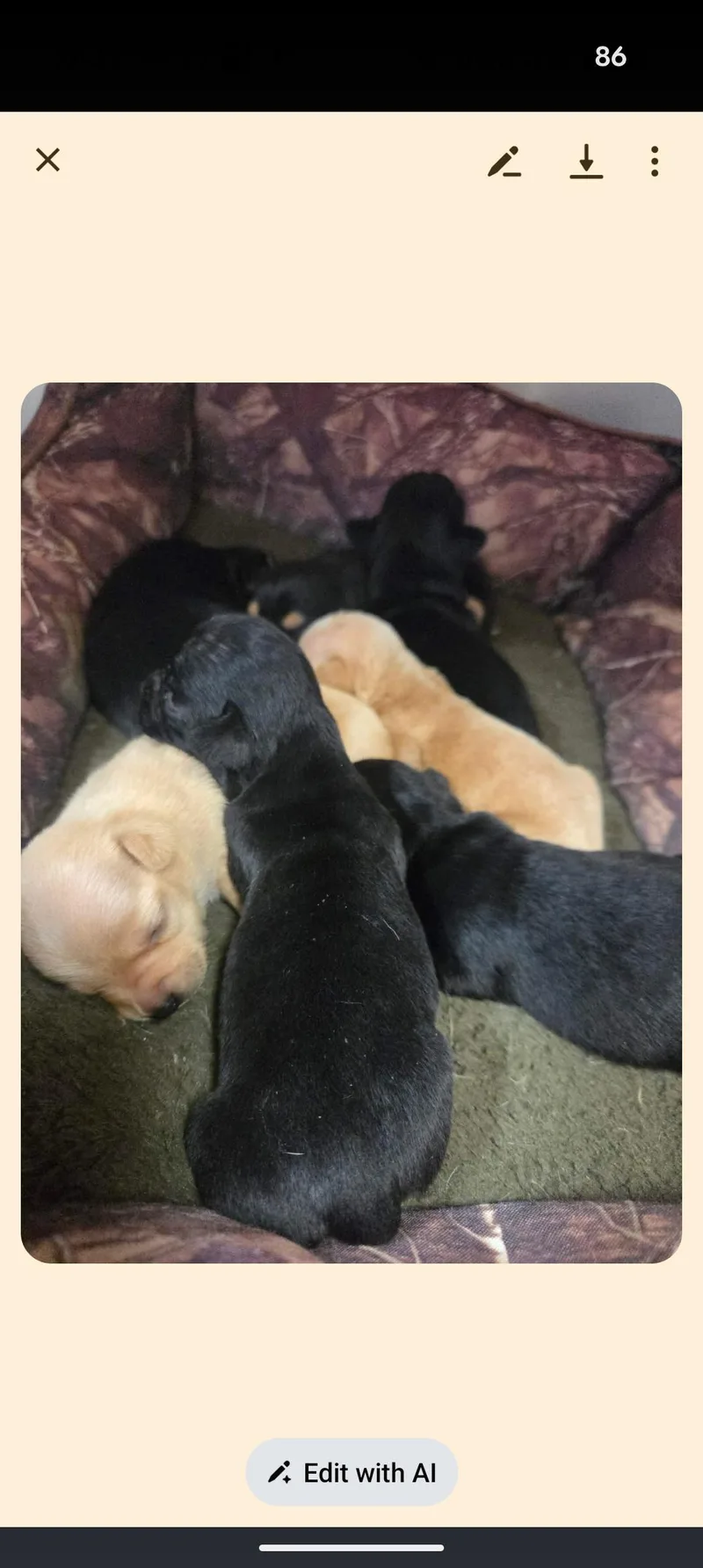 Mama Chloe And Pups thumbnail 5