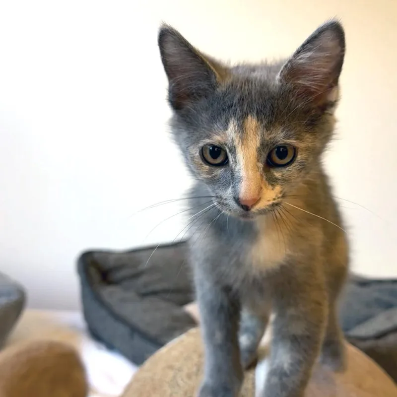 A baby small-sized female Gray / Blue / Silver Domestic Medium Hair cat named Diana City of Industry for adoption in Chino Hills, CA