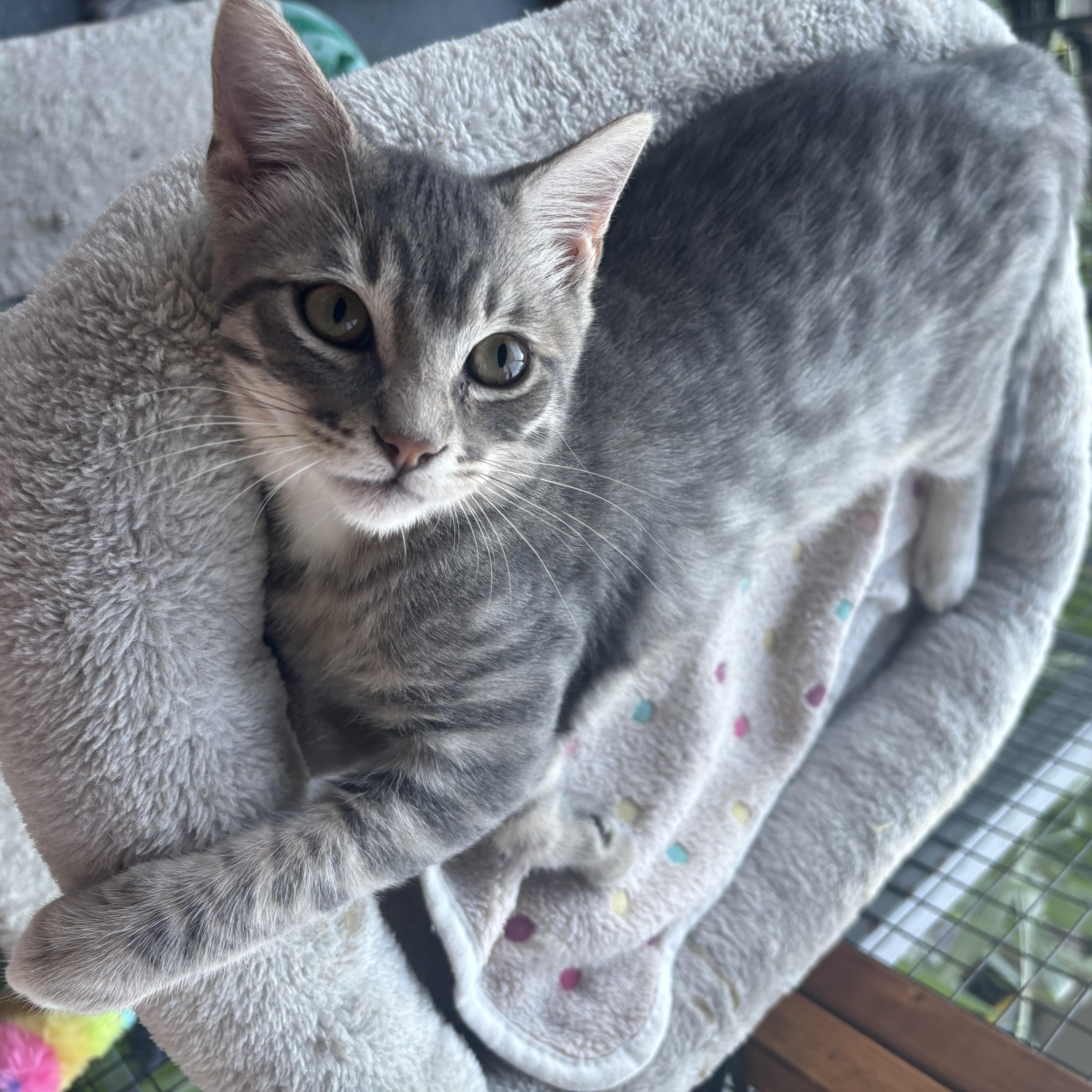 A baby medium-sized male Tabby (Gray / Blue / Silver) Domestic Short Hair cat named Marcel for adoption in Costa Mesa, CA