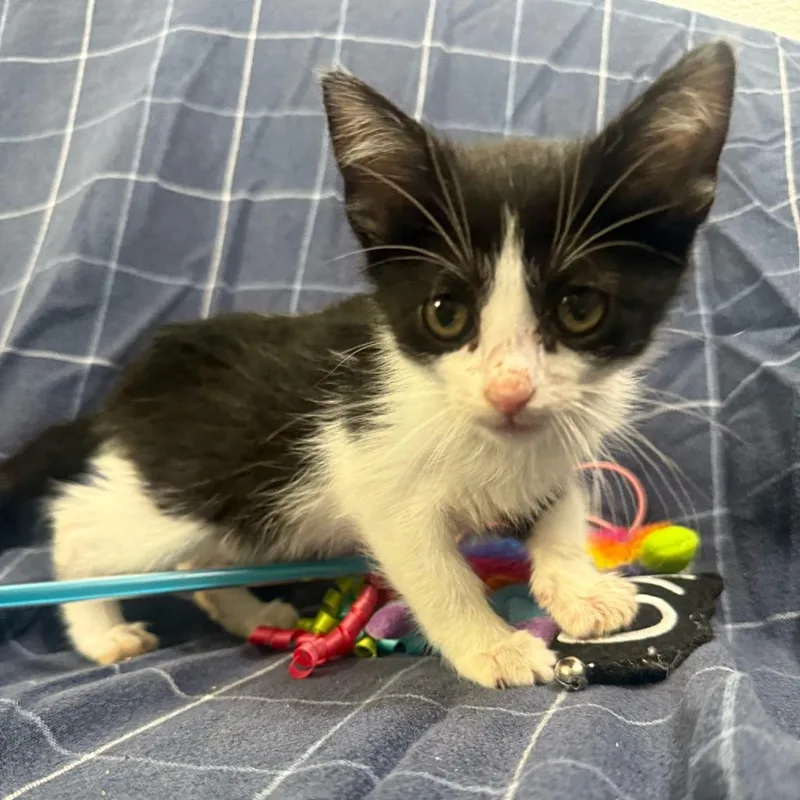 A baby small-sized female Black American Shorthair cat named Wonder Woman for adoption in Brea, CA