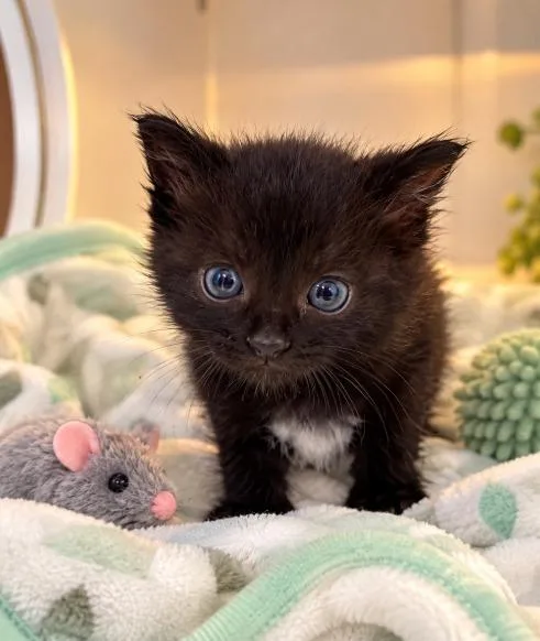 A young medium-sized female Domestic Medium Hair cat named Esme for adoption in Lagrange, IN