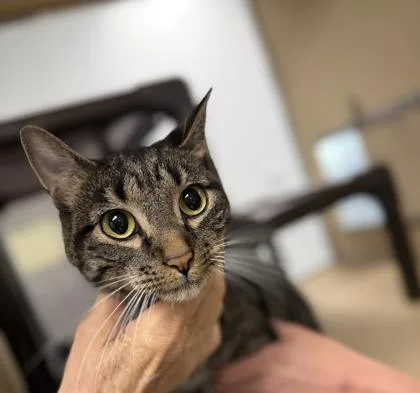 An adult medium-sized male Tabby (Buff / Tan / Fawn) Domestic Short Hair cat named Rosewood for adoption in Dubuque, IA