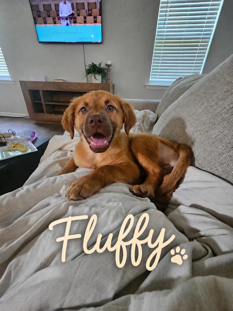 Fluffy