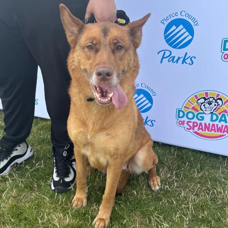 An adult large-sized female German Shepherd Dog dog named June for adoption in Tacoma, WA