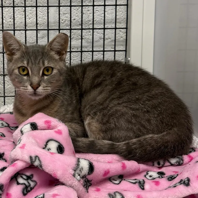 A young medium-sized female Domestic Short Hair cat named Faye for adoption in Ewing, NJ