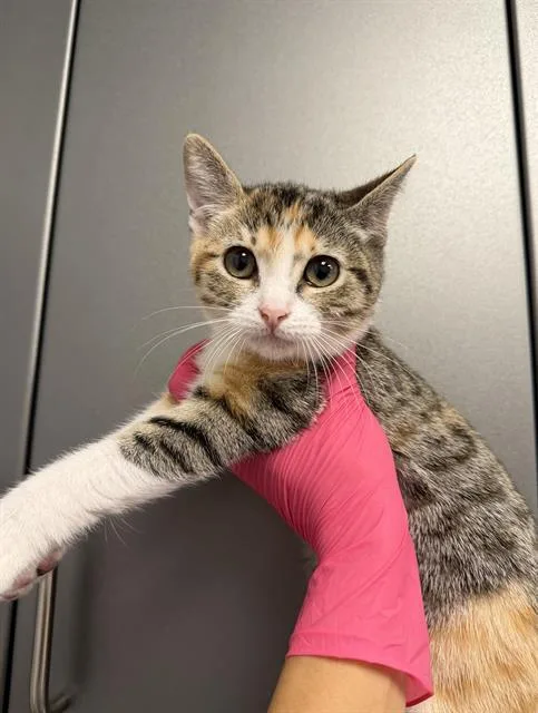 A baby small-sized female Domestic Short Hair cat named Pixie for adoption in Ontario, CA