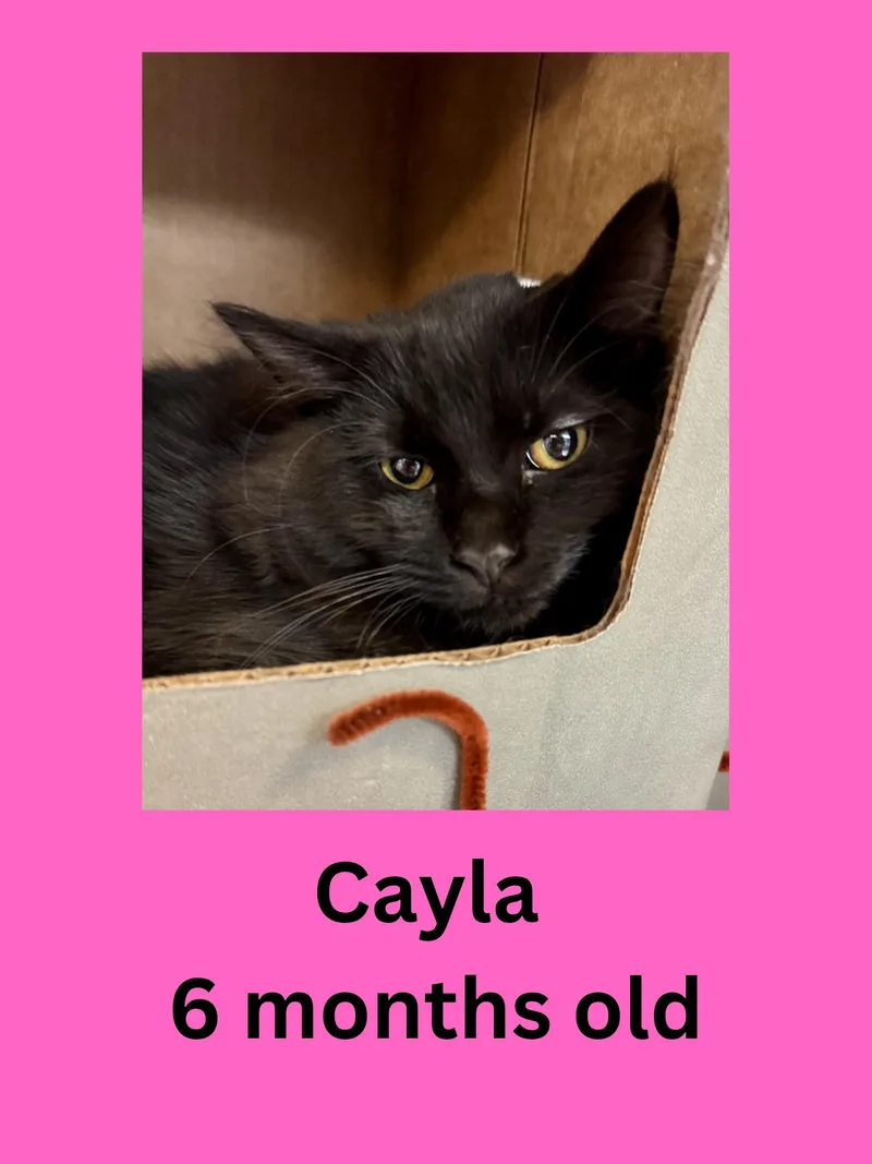 A young small-sized female Black Domestic Medium Hair cat named Cayla for adoption in Ravenna, OH