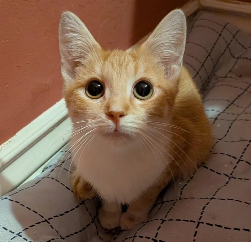 A baby medium-sized female Tabby (Orange / Red) Domestic Short Hair cat named Pilar for adoption in Queen Creek, AZ