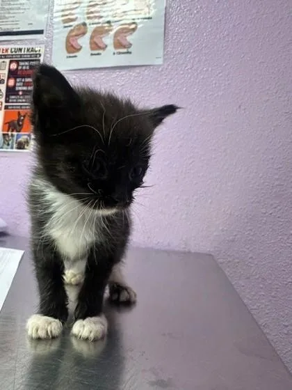 A baby small-sized male Black Domestic Short Hair cat named Damen for adoption in El Paso, TX
