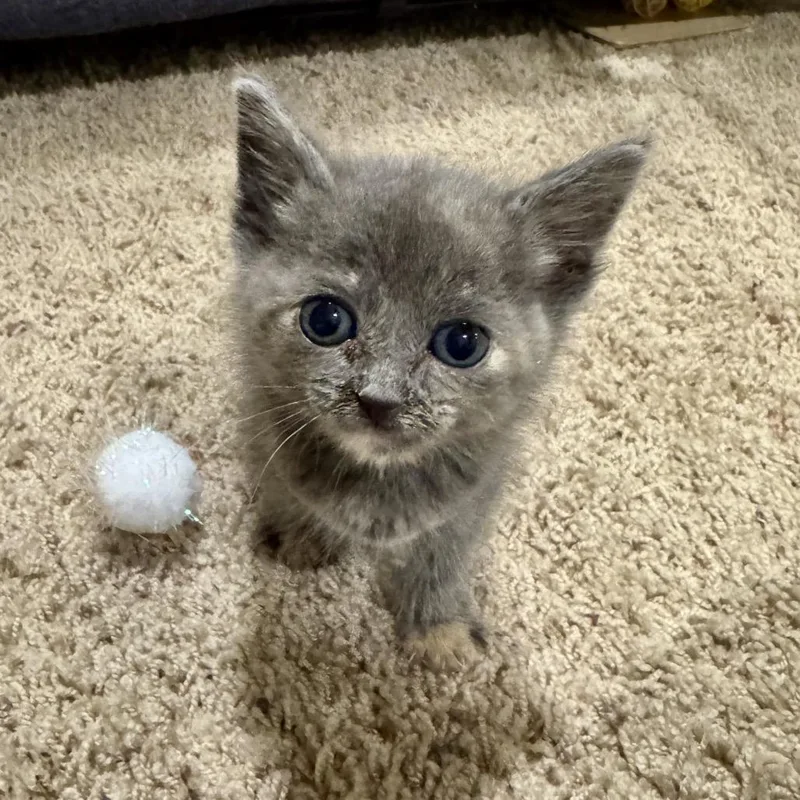 A baby small-sized female Gray / Blue / Silver Domestic Short Hair cat named Mia for adoption in Odenville, AL