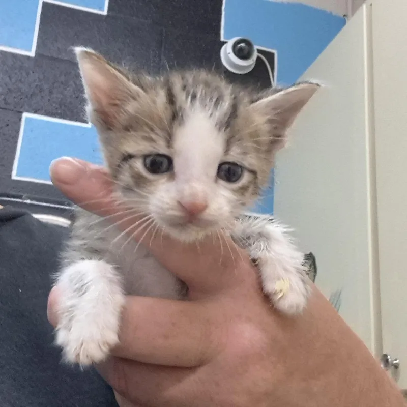 A baby small-sized male Black Domestic Short Hair cat named Leo for adoption in Ardmore, OK