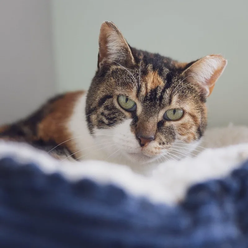An adult medium-sized female Calico cat named Violet for adoption in Astoria, NY