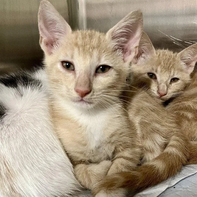 A baby small-sized male Domestic Short Hair cat named Trunks for adoption in Tavares, FL