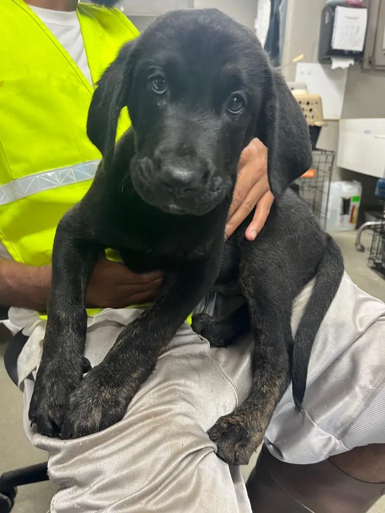A baby medium-sized male Terrier dog named Yeti for adoption in Hopkinsville, KY