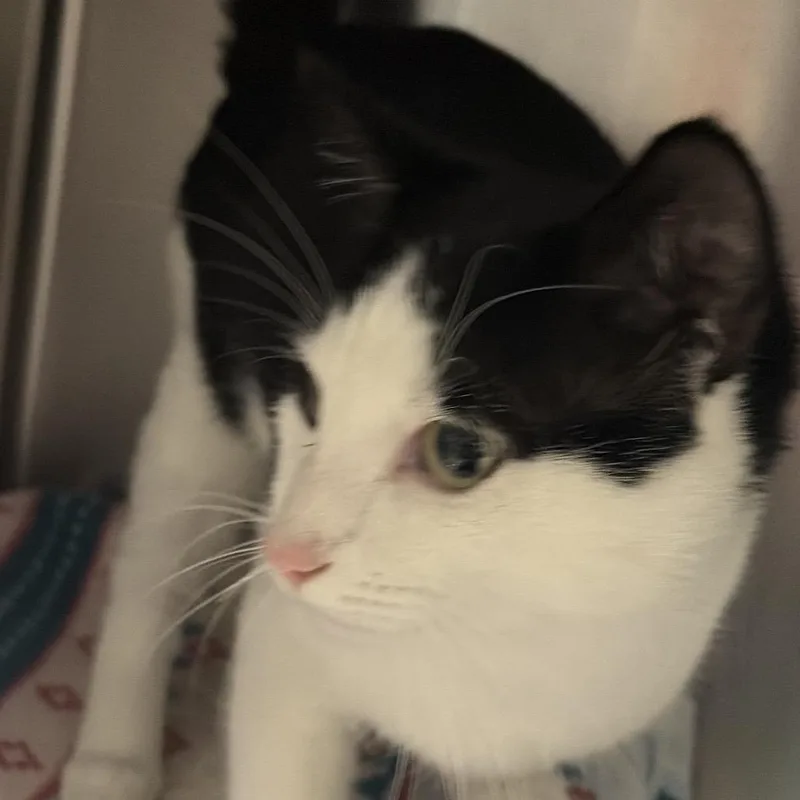 A young medium-sized male Domestic Short Hair cat named Panda  Bonded to for adoption in Fredericksburg, VA