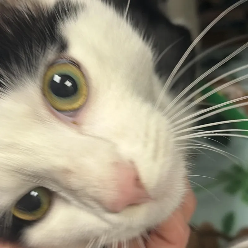 Panda  Bonded to thumbnail 3