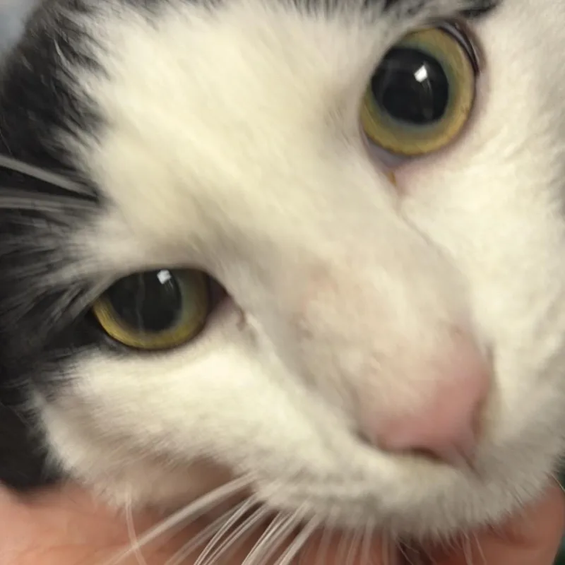 Panda  Bonded to thumbnail 4