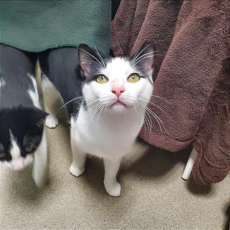 Panda  Bonded to thumbnail 5