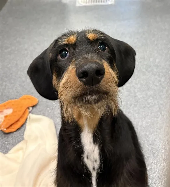 A young large-sized male Mixed Breed dog named Snoop for adoption in Dallas, TX