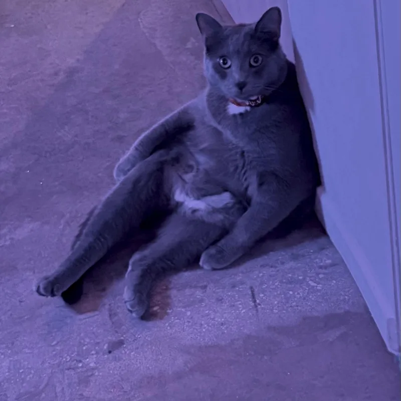 Christian Gray thumbnail 2