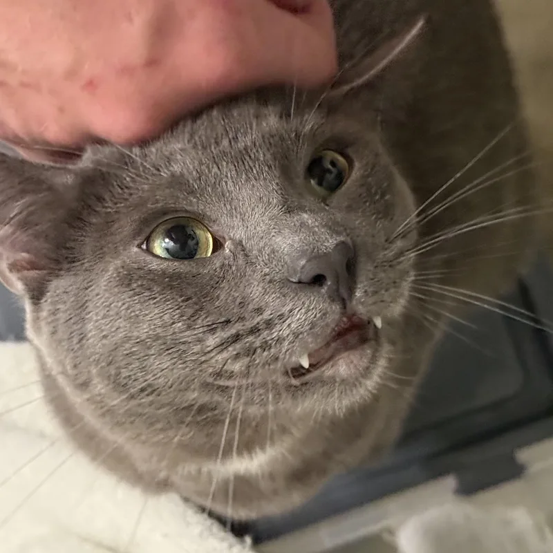 Christian Gray thumbnail 3