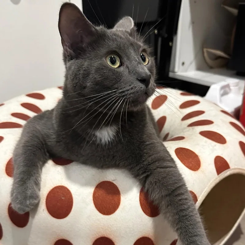 Christian Gray thumbnail 4