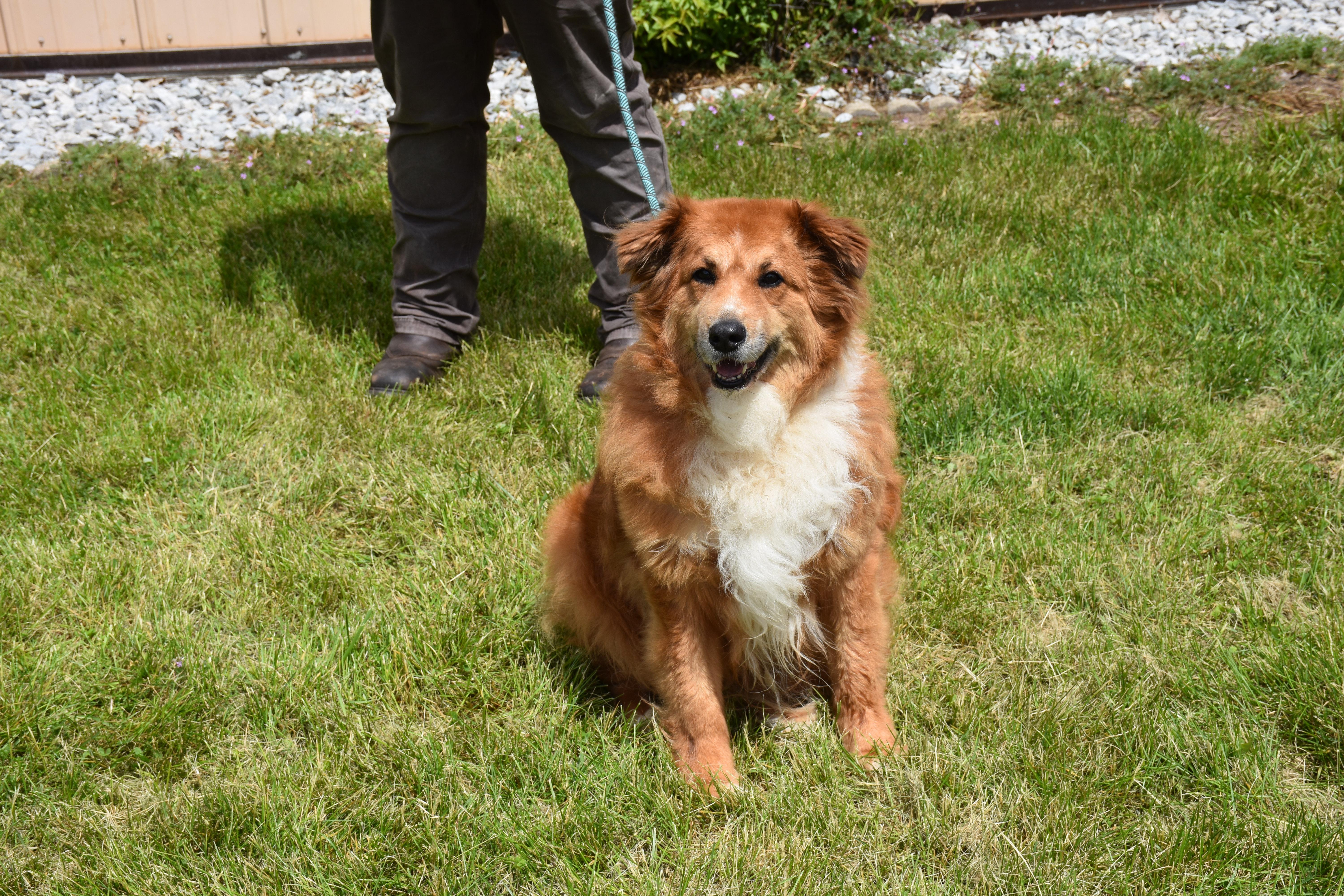An adult medium-sized male Golden Australian Shepherd dog named Jack for adoption in North Judson, IN