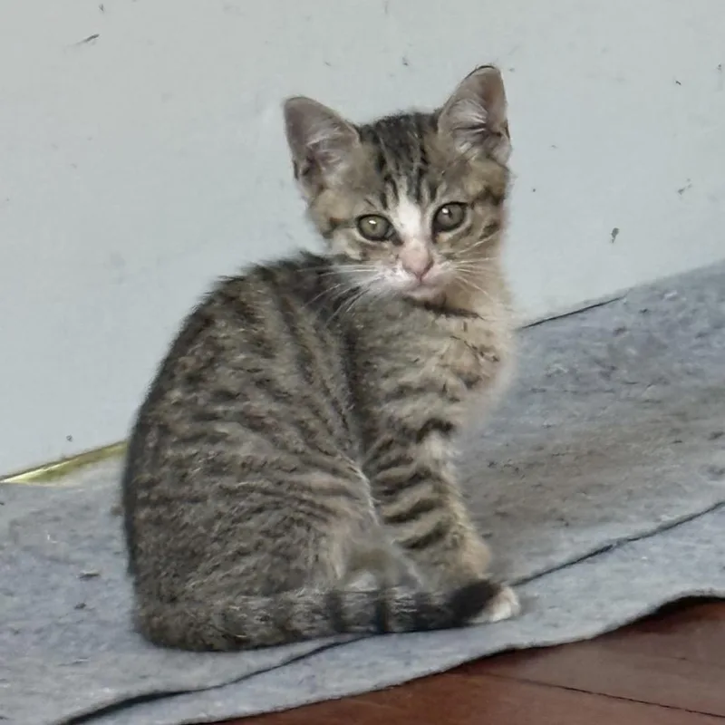 A baby small-sized female Brown / Chocolate Domestic Short Hair cat named Disco for adoption in Los Angeles, CA
