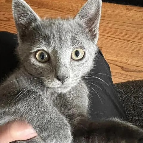 A baby small-sized male Gray / Blue / Silver Domestic Short Hair cat named Cosmo for adoption in Pleasant Hill, CA