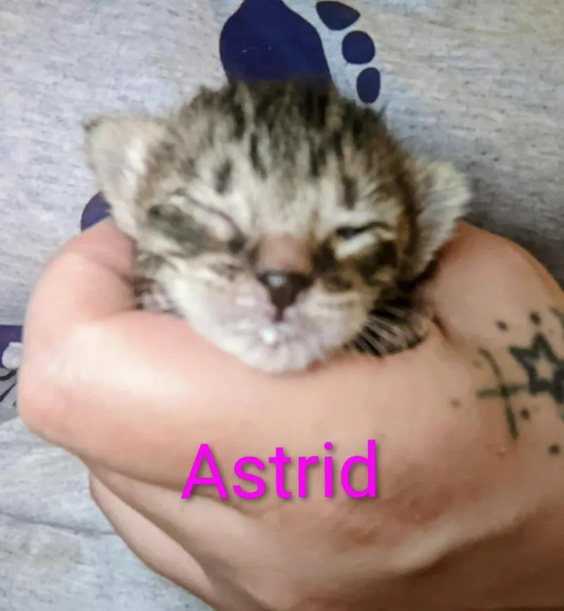A baby small-sized female Domestic Short Hair cat named Astrid for adoption in Ada, OK