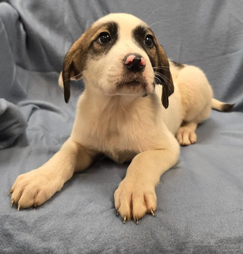 A baby large-sized female Terrier dog named Fleur for adoption in Murphysboro, IL