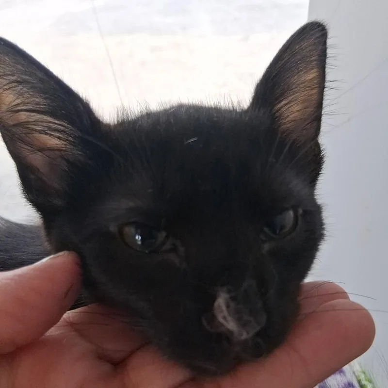 A baby small-sized male Black Domestic Medium Hair cat named Bear for adoption in Marion, IL